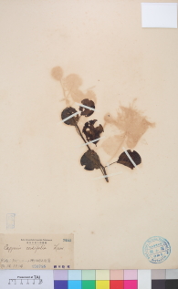 Specimen thumbnail